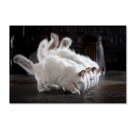 Trademark Fine Art timo.photo 'Let There Be Milk' Canvas Art, 16x24 1X00433-C1624GG